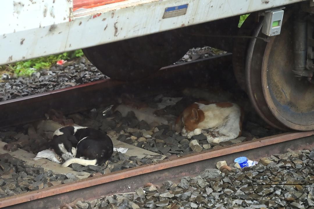 Street dogs take shelter in heavy rain under a cancelled train due to Cyclone Remal in Agartala