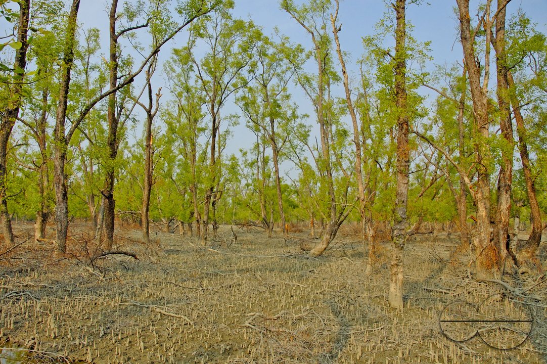 Sundarbans, Khulna, Bangladesh