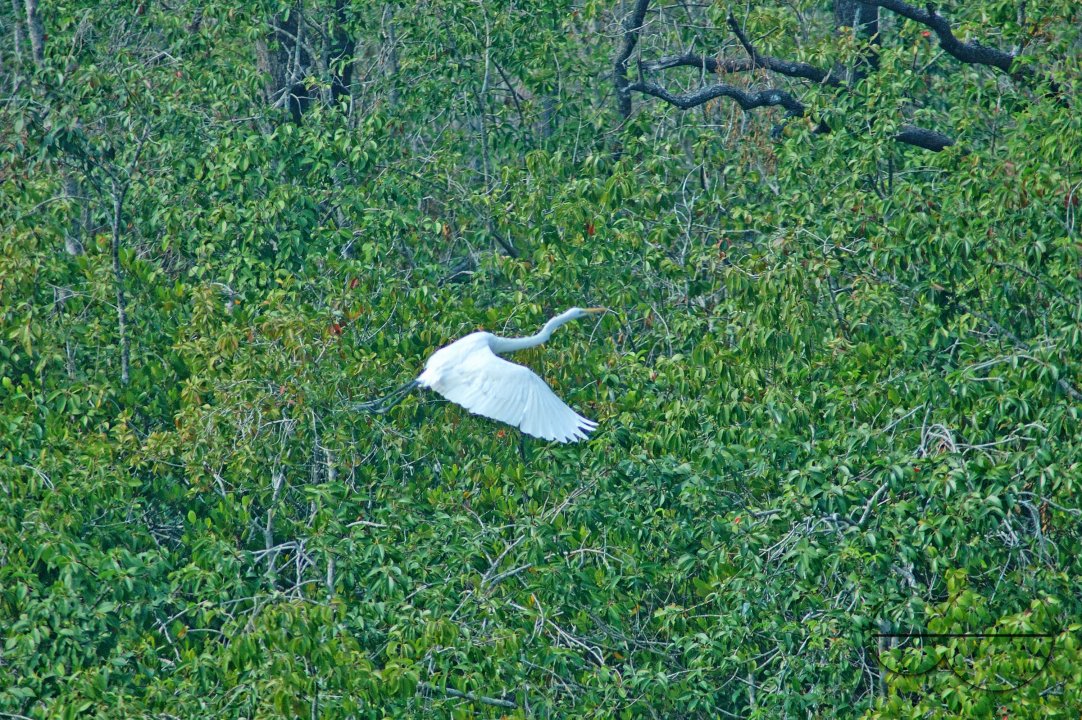 Sundarbans, Khulna, Bangladesh