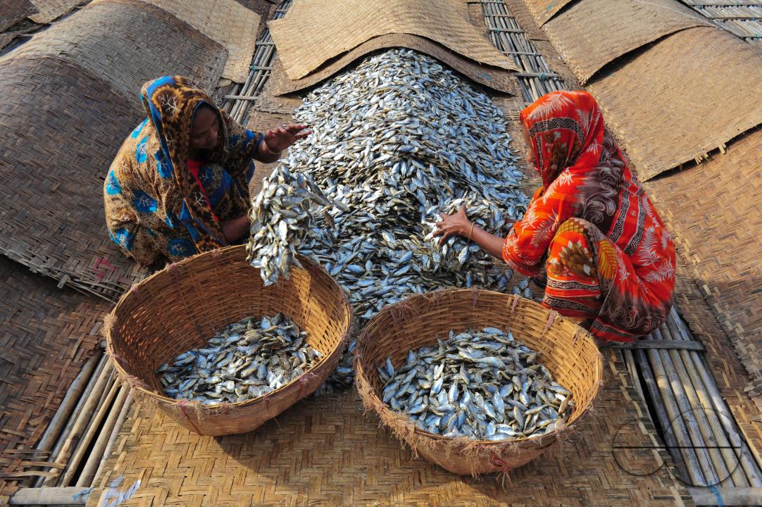 Workers are busy processing dried fish at the Lama Kazi area of Sylhet