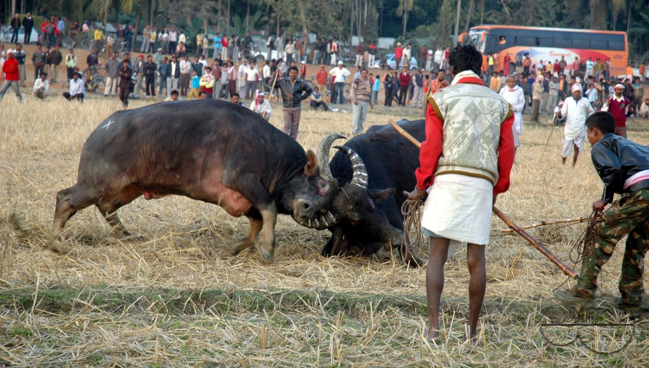 India Buffalo Fight