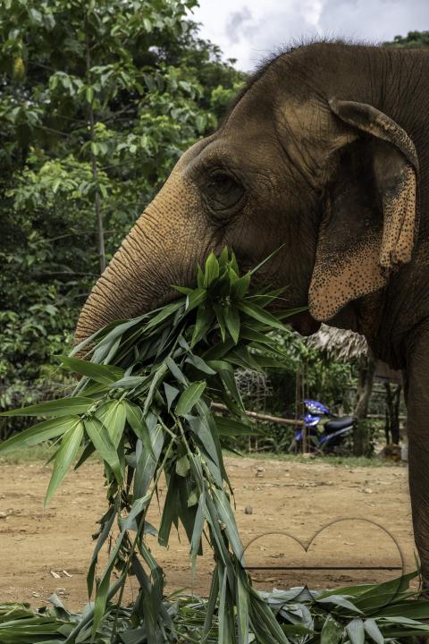 An elephant is seen eating a bunch of corn leaves at the Elephant Nature Park, a rescue and rehabilitation sanctuary for animals that has been abused and exploited, in Chiang Mai, Thailand.