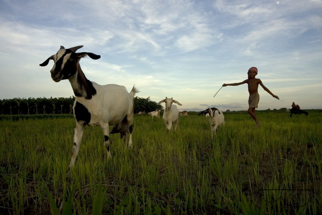 Graze goat: Bangladesh