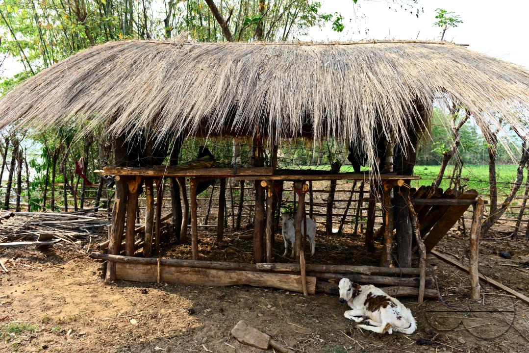 Totos are one of the most primitive communities in the world and this isolated tribal group resides only in Totopara at the foot of the Himalayas just to the borderline between West Bengal and Bhutan