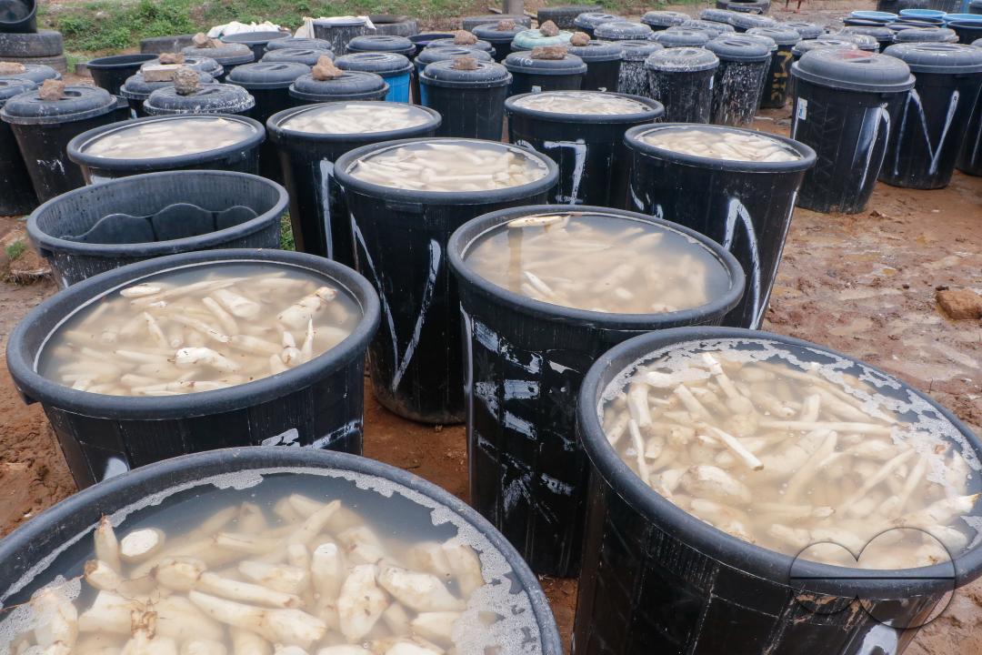 Females in Abuja are struggling and making strides in a local cassava processing factory under difficult conditions to produce flour as they wash out chaff from fermented cassava