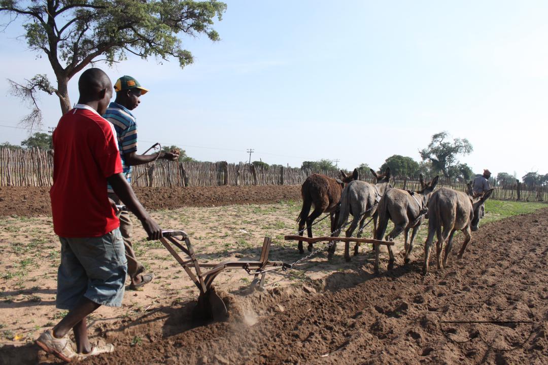 Men ploughing a field using donkey-drawn plow to prepare for the planting season