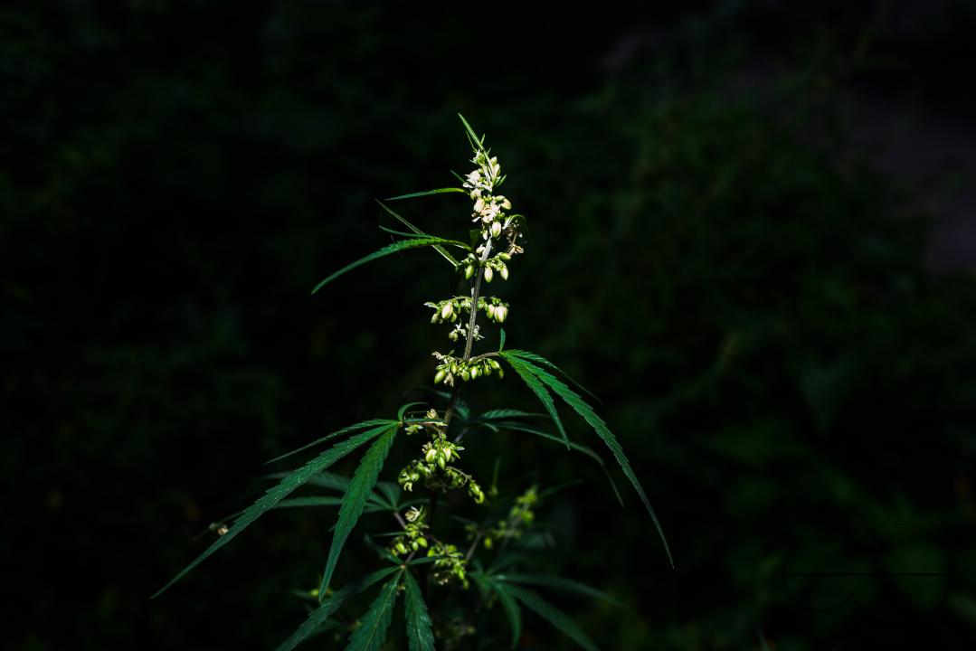 Cannabis sativa is an annual herbaceous flowering plant
