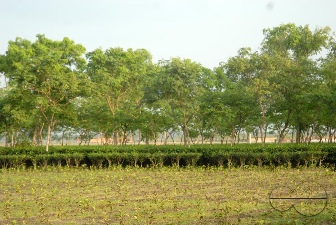 MWC024438