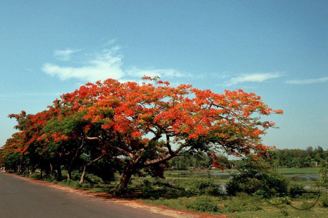 MWC005136