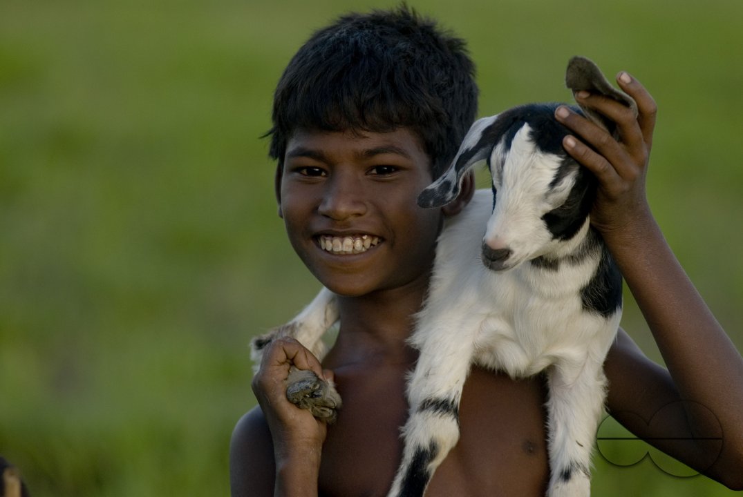 Graze goat: Bangladesh
