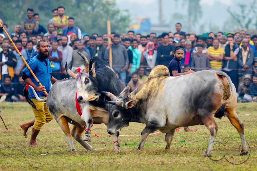 Two bulls competing in a huge bull fight organized by local residents at Khasarkandi field of Patli union of Jagannathpur upazila of Sunamganj district