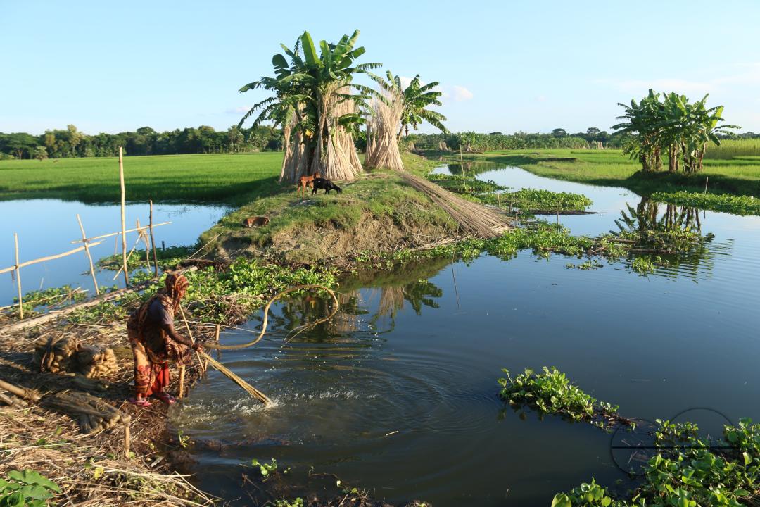 Farmers in Pabna have found an added income from selling jute sticks from jute fibres in the area, thanks to the rise of its commercial use