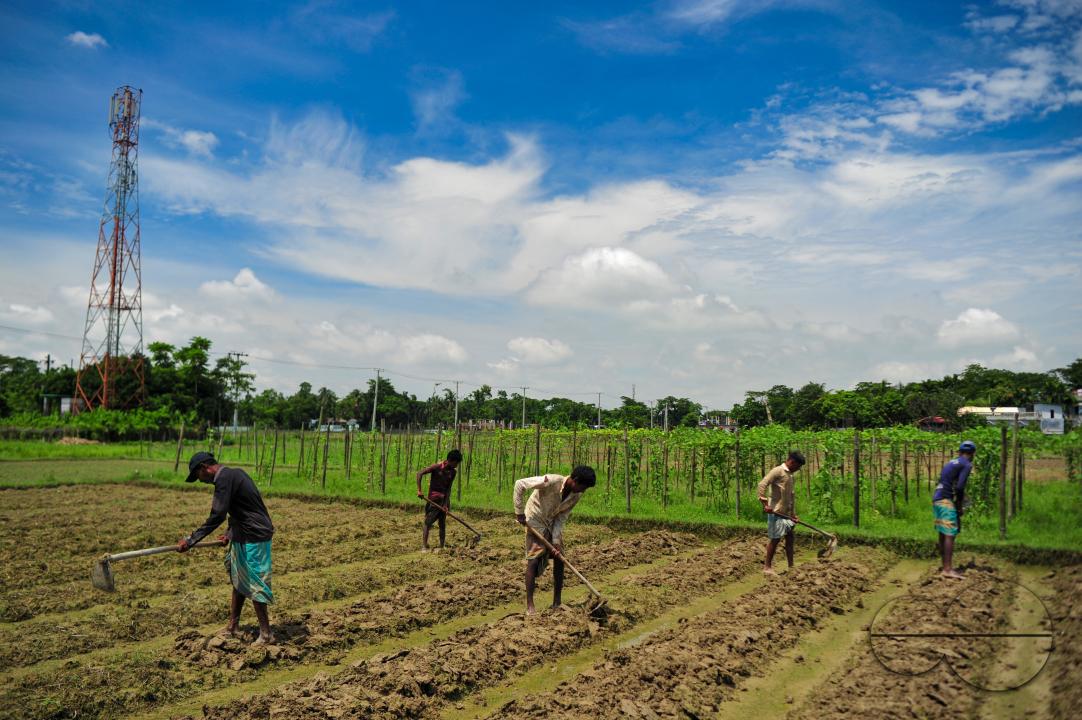 Farmers are repairing the field to cultivate tomatoes of a hybrid variety named Raja in Mashukganj area of Kandigaon Union of Sadar Upazila