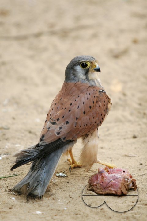 Wild Life