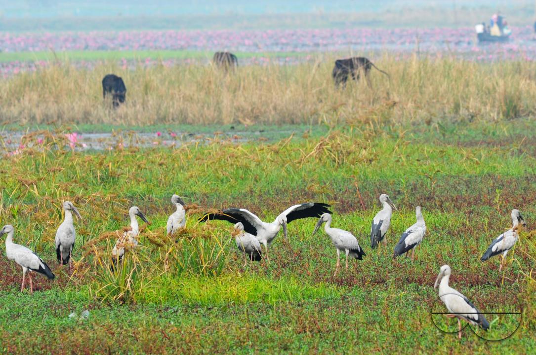 On a foggy winter morning in Jaintapur Upazila in the foothills of Meghalaya bordering Bangladesh, Snail-Shelled birds are roaming in Dibir Haor