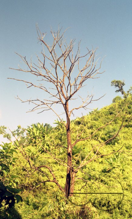 MWC003755