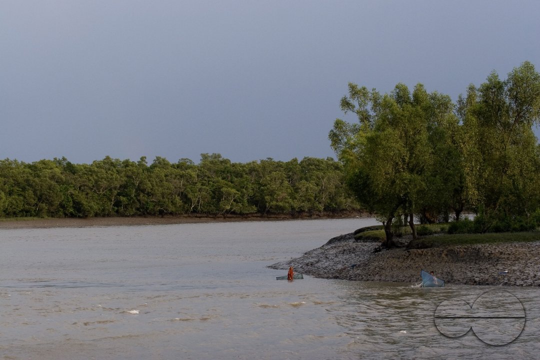 Shrimp  fry_Bangladesh