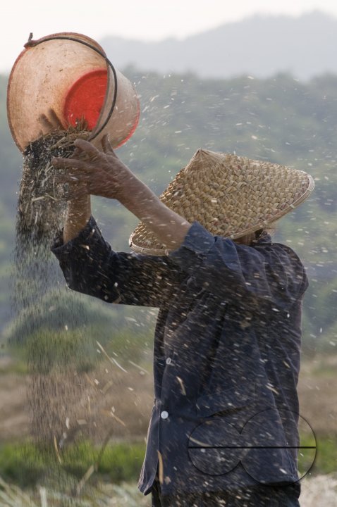 CHINA Peasants sorting out grain during harvest time in Yunnan province.