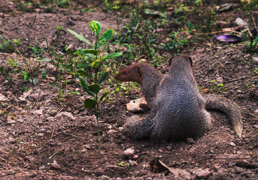 The mating pair of the Indian grey mongoose is in grassland at Tehatta, West Bengal
