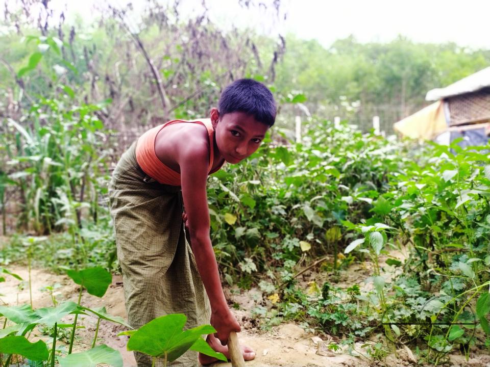 People plant vegetable and fruit trees for food at the Balukhali refugee camp