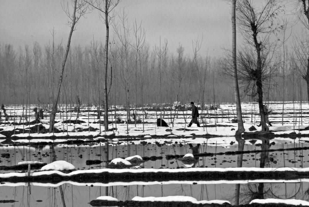 A Kashmiri walks across a snow-laden field.