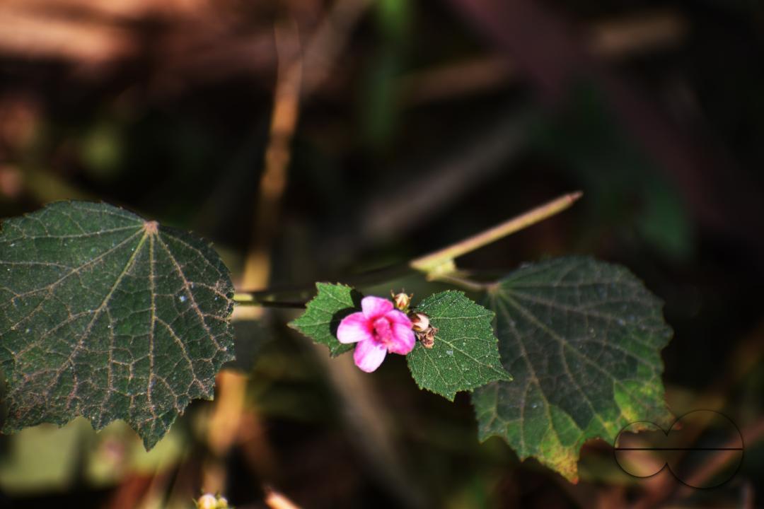People plant vegetable and fruit trees for food at the Balukhali refugee camp