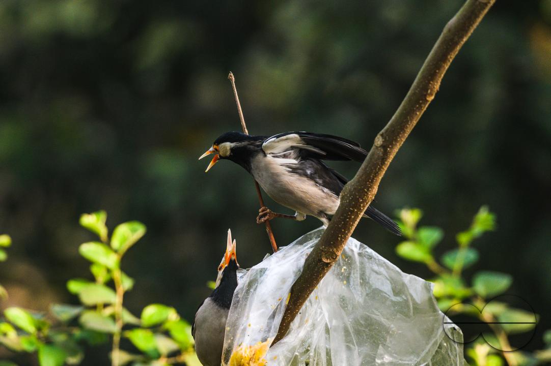A polythene bag of food is stuck on a tree