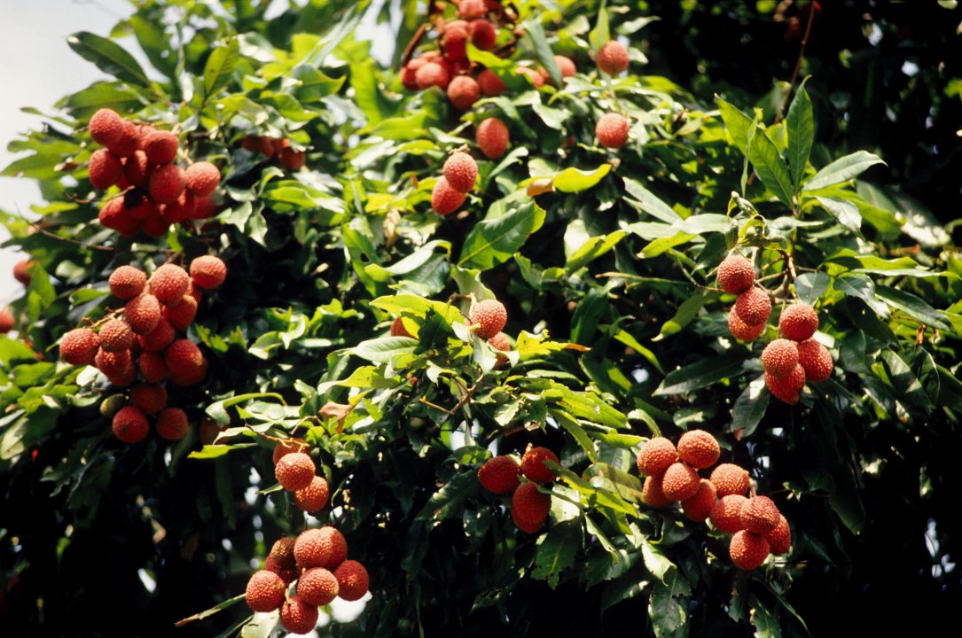 MWC002879