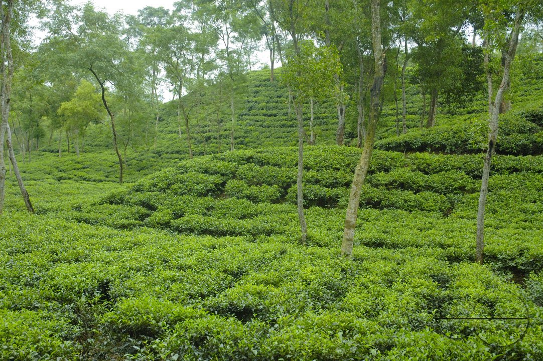 Malnichara Tea Garden