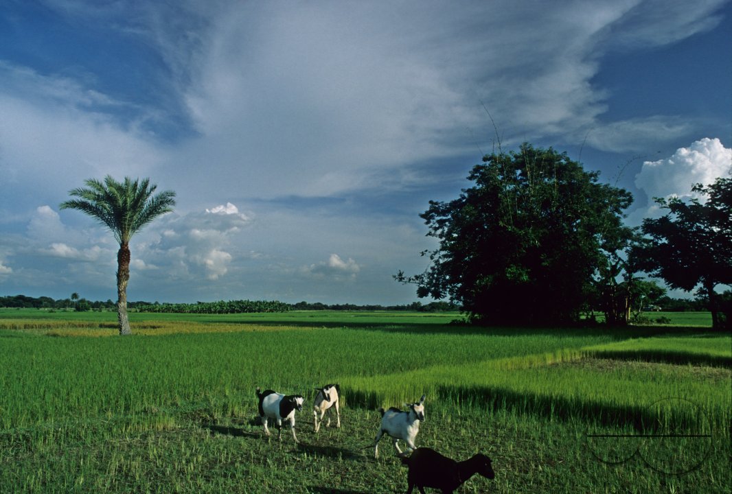 MWC002803