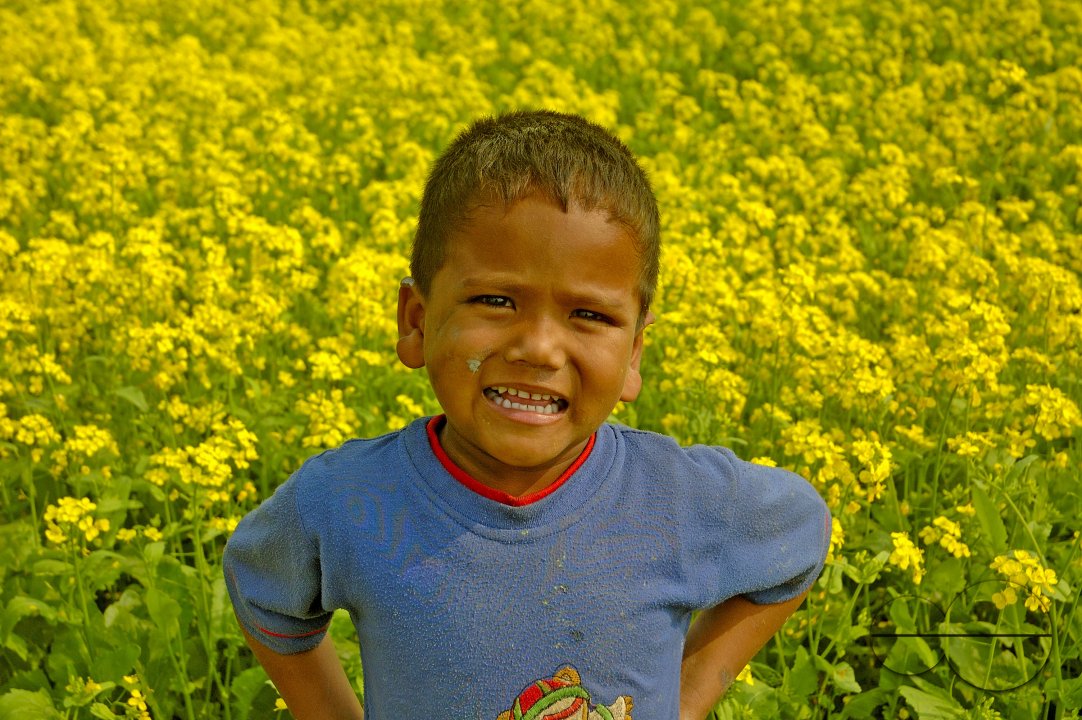 Mustard Field, Singair