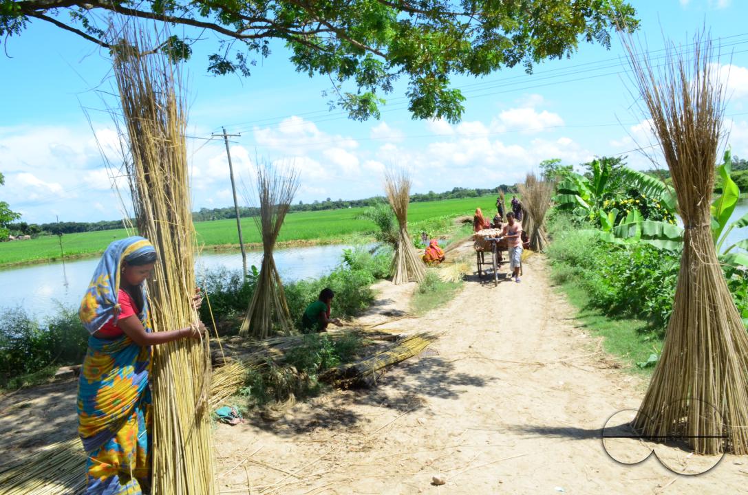 Farmers in Pabna have found an added income from selling jute sticks from jute fibres in the area, thanks to the rise of its commercial use