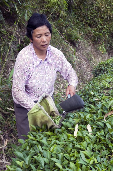 CHINA Peasants picking tea leaves  during harvest time in Fujian province.