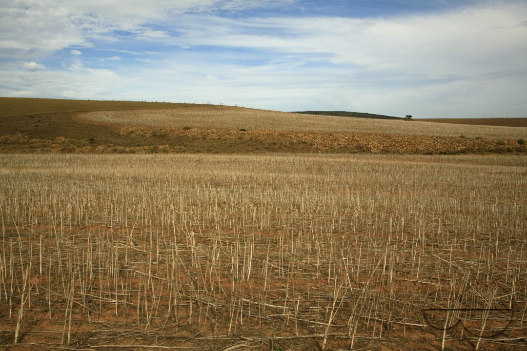 MWC023162