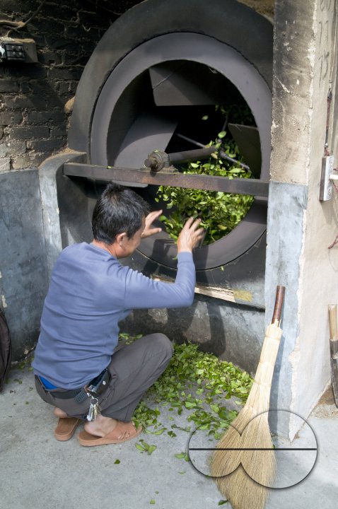 CHINA Drying tea leaves  after harvest  in Fujian province.