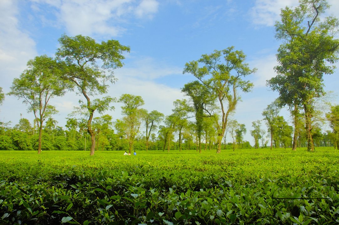 Jaflong Tea Garden