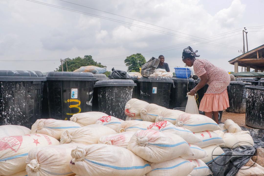 Females in Abuja are struggling and making strides in a local cassava processing factory under difficult conditions to produce flour as they wash out chaff from fermented cassava