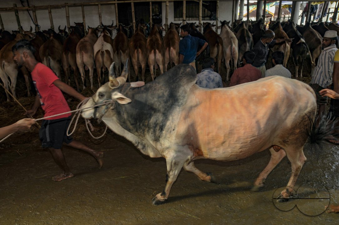 Cow Market