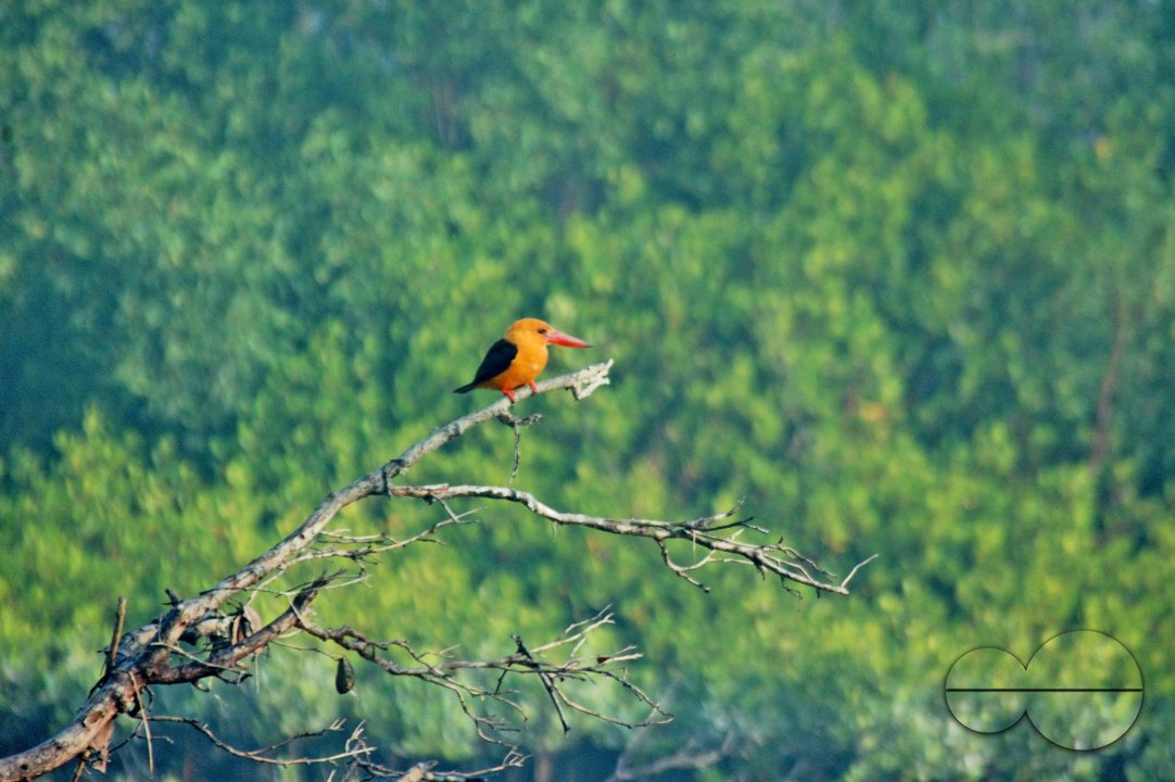 Sundarbans, Khulna, Bangladesh