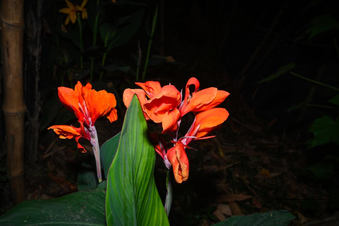 Canna x generalis (CG) is the scientific name for the common garden canna, canna lily, or Indian shot