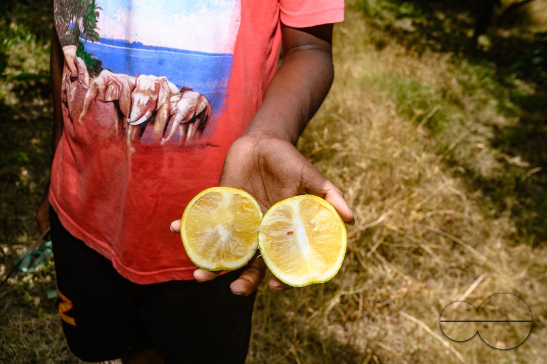 Sweet Malta Orange Fruit Plant or Sweet Malta Lemon is a delicious and easy-to-peel fruit; rich in vitamins, minerals, and antioxidants, and is generally described as tasting like molasses