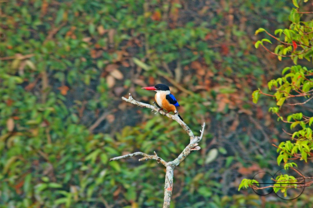 Sundarbans, Khulna, Bangladesh
