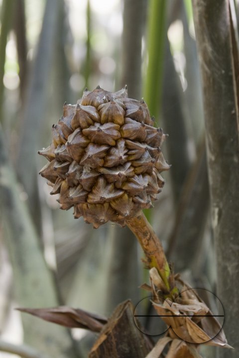 NIpa Palm: Golpata