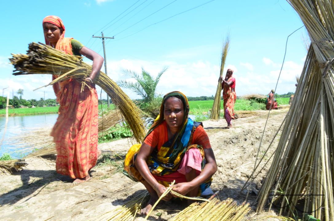 Farmers in Pabna have found an added income from selling jute sticks from jute fibres in the area, thanks to the rise of its commercial use