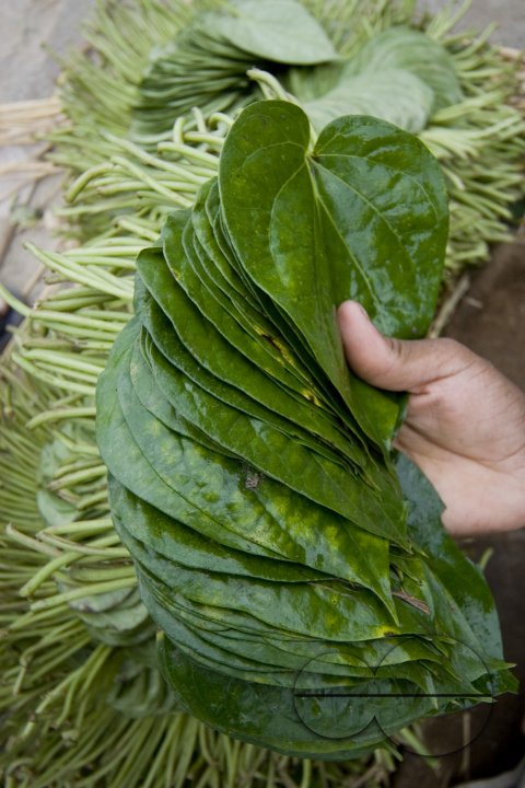 Betel leaf_Bangladesh