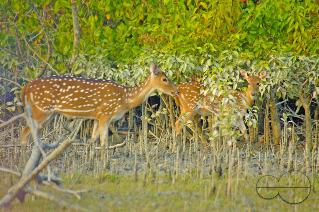 Sundarbans, Khulna, Bangladesh