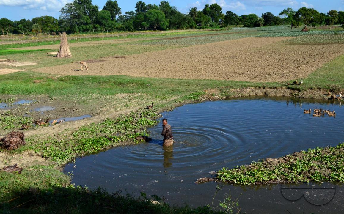 Farmers in Pabna have found an added income from selling jute sticks from jute fibres in the area, thanks to the rise of its commercial use