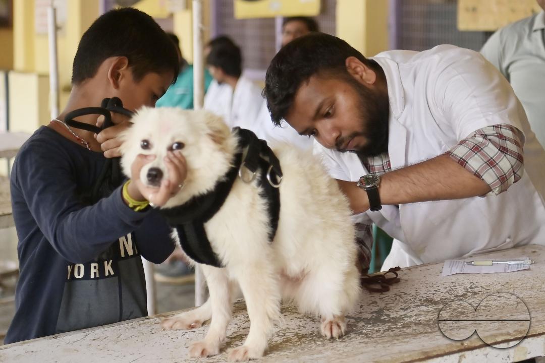 A dog is getting treatment and a vaccination on World Zoonoses Day in the State Veterinary Hospital at Agartala