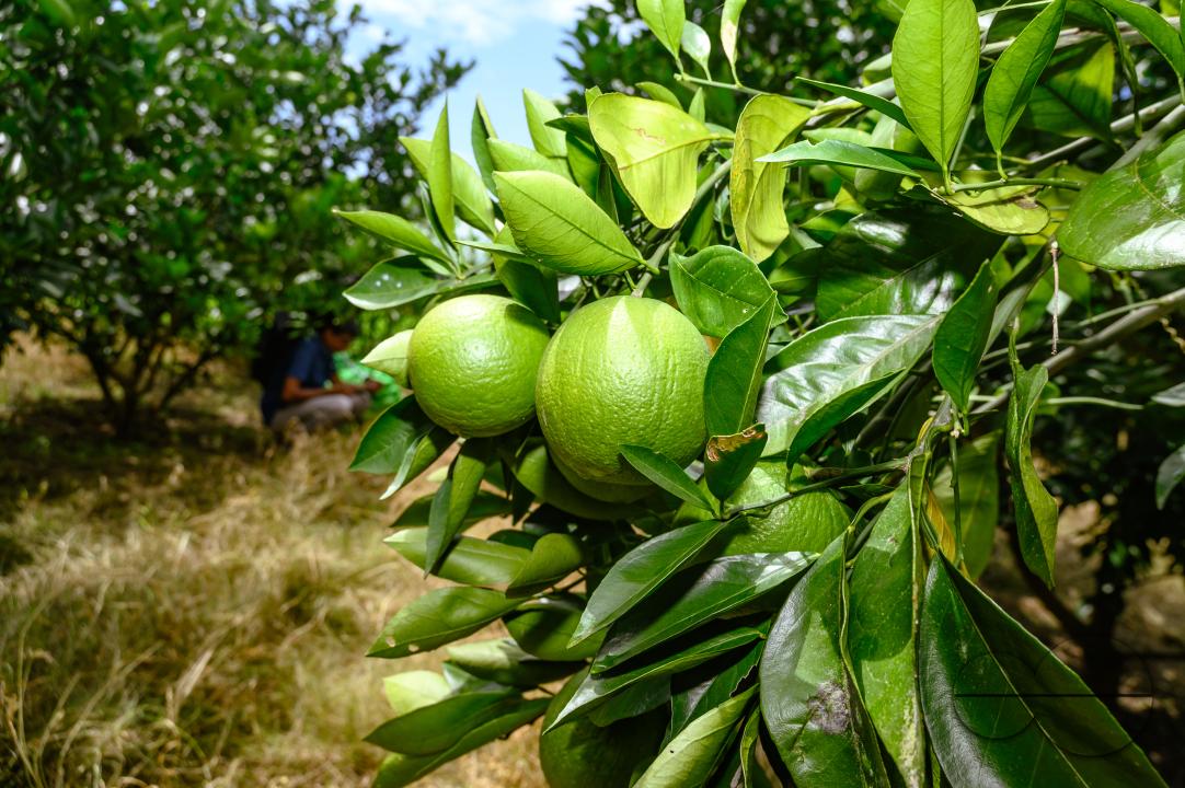 Sweet Malta Orange Fruit Plant or Sweet Malta Lemon is a delicious and easy-to-peel fruit; rich in vitamins, minerals, and antioxidants, and is generally described as tasting like molasses