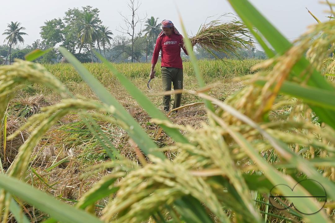 Farmers harvest paddy at a field in Shanmura village, on the outskirts of Agartala